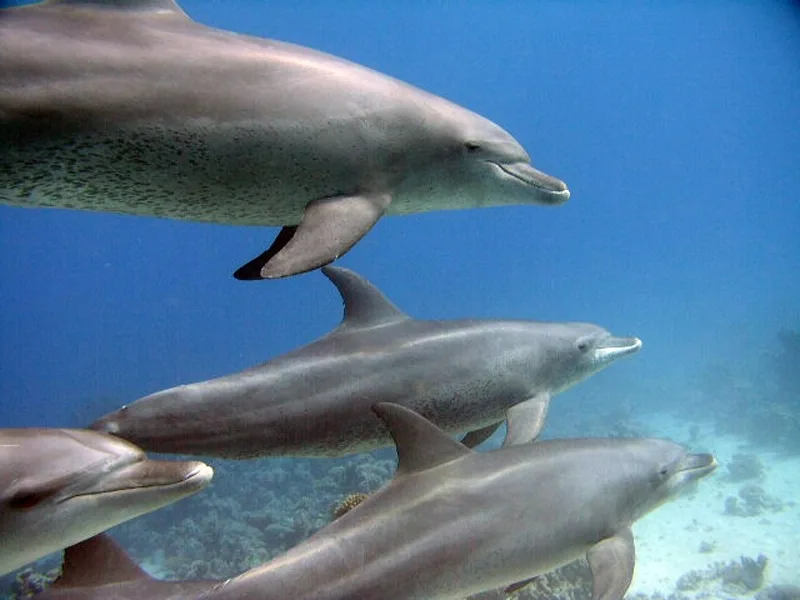 Sataya Dolphin Reef Ausflug